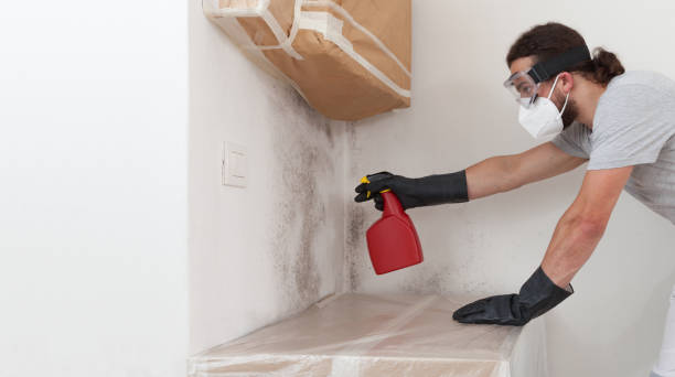 Professional Basement Mold Remediation technician working in Stratford, NJ