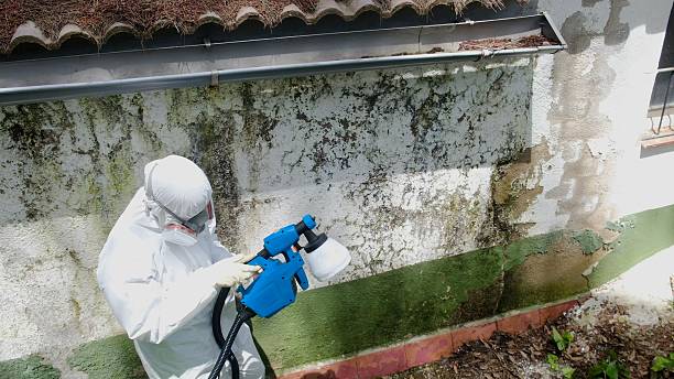 Top rated local Basement Mold Remediation specialists in Stratford, NJ